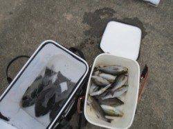 イサギ良く釣れてます!シオフキ、沖の赤島でフカセ釣り