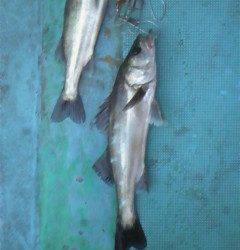 中波止3番でシラサのウキ釣り　セイゴにハネが釣れています