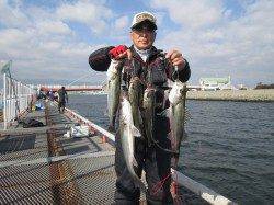 尼崎市魚つり公園、ハネ5匹にセイゴ3匹　エビ撒きでの釣果です