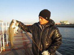 尼崎市魚つり公園、ハネはきれいな魚体が多いです。