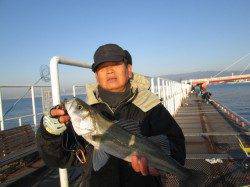 尼崎市魚つり公園、ハネはきれいな魚体が多いです。
