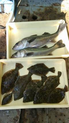 旧の3番で投げ釣り、カレイ＆ハネの釣果