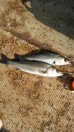 中波止3番でシラサのウキ釣り　セイゴにハネが釣れています