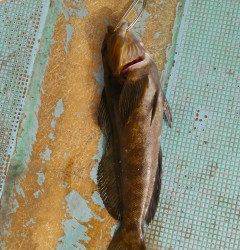 32cmの立派なアイナメ！シラサエビでの釣果です