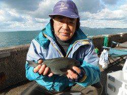 和歌山北港魚つり公園30cmオーバーのグレ釣れてます