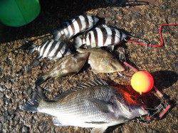 15日：和歌山北港魚つり公園の釣果情報