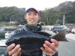 串本東部の磯、連日良型グレが釣れています♪