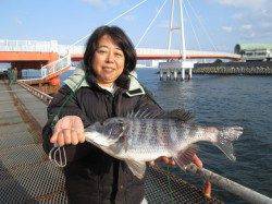 スズキ60cm＆チヌ43cm in 尼崎市立魚つり公園