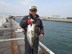 尼崎市立魚つり公園、ズボ釣りで48cmの良型チヌ♪