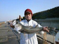 大阪南港魚つり園、引き続きハネが好調に釣れています