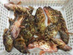 堺漁港でガシラ11匹の釣果