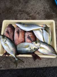マリーナ海洋釣り堀、シマアジにタイ　大漁です♪