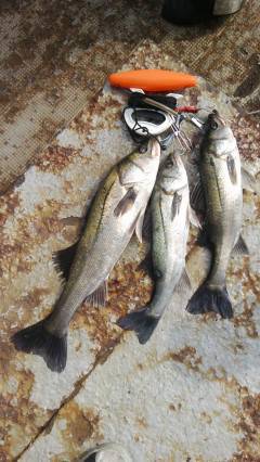 沖の北・中波止の2番　しらさのウキ釣りでハネ