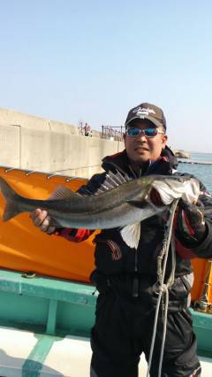 岸和田一文字、シラサのウキ釣りでスズキ67cm！