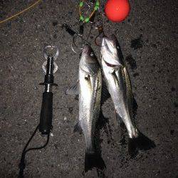 大阪南港のエビ撒き釣りでハネ2本セイゴ4本の釣果