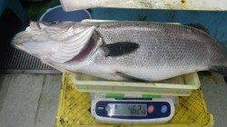 富田川河口、ルアーで80cm・4.6kgのヒラスズキ！！