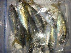 文里湾のサビキ釣り、マアジのほかイワシも多数わいています