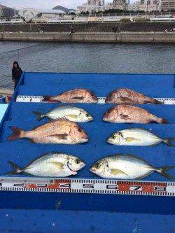 マリーナシティ海洋釣り堀、シマアジが釣れました！