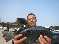 串本東部、双子の親では40cmオーバーのグレも釣れています！