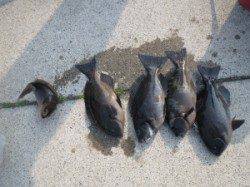 沖の赤島の釣果です☆グレの他にイサギも釣れてました