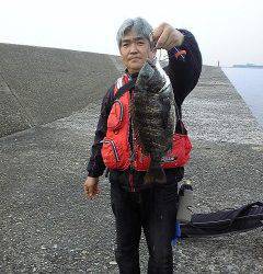 岸和田旧一文字のチヌ落とし込み・ウキ釣りで釣果出てます