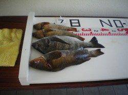 姫路市立遊魚センターでアイナメ・チヌの釣果