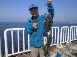 大阪南港魚つり園 朝方イワシの群れが回遊あり釣れ始めました