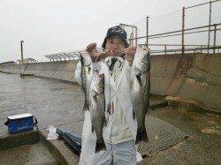 大阪南港魚つり園、雨の中ハネとイワシの釣果でした