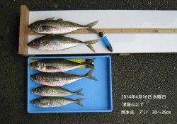 津居山にて良型アジ30〜39cmの釣果