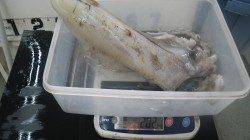 アオリイカ2.02kgと1.45kg〜口和深にてヤエン&ウキ釣り