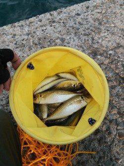 マリーナシティのサビキ釣りでアジ・カタクチイワシ