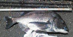 津居山港でフカセ釣り　自己記録更新の大物チヌ56cm！