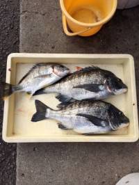 マリーナシティ海釣り公園で年無しチヌ！！