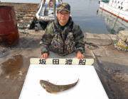 黒島の筏　活きアジを餌にマゴチ55cm