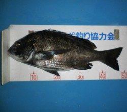 チヌ45.9～49.5cm3枚、佐波賀道沿いでの釣果です