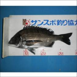 長浜・日引磯・三浜磯でチヌ釣れています