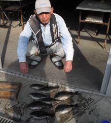 カマ磯のフカセ釣りでグレの釣果