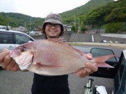 沖一文字外向きのカゴ釣りで食べ頃マダイの釣果