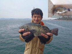 須磨海釣り公園　胴突きでメバル30cmの良型釣果