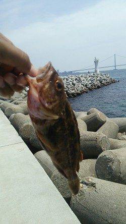 バーベキューの食材調達〜新浜漁港穴釣りと投げ釣りでガシラ・アイナメ