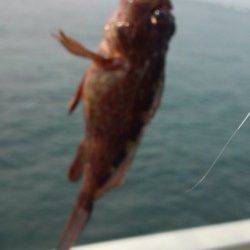 新浜漁港 シラサのウキ釣りもミニガシラのみ