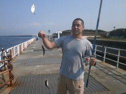 大阪南港魚つり園　午前中に久々のアジが釣れました