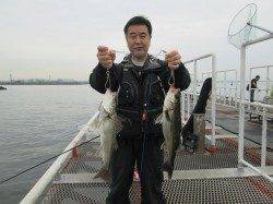 尼崎市立魚つり公園　プリプリ良サイズのイワシを連でゲットです♪