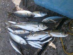 大阪南港魚つり園　サビキ釣りでアジがパラパラ釣れ出しています