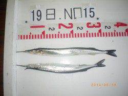 姫路市立遊魚センター　ウキ釣りでサヨリ〜36cmが釣れてます