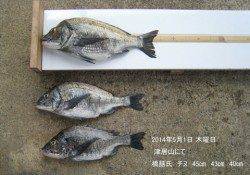 津居山でチヌ45cm・43cm・40cm3枚の釣果