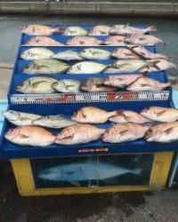 マリーナシティ海洋釣り堀 マダイ&シマアジ 今日も大漁です！！