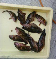 岸和田一文字　シラサのウキ釣りでガシラ・メバルの釣果