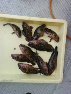 岸和田一文字　シラサのウキ釣りでガシラ・メバルの釣果