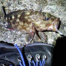 古茂江 ボトムワインドでボテボテのガシラ28cmにメバルの釣果
